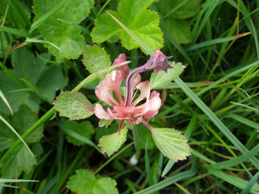 Fiore strano rosso:  lusus di Geum rivale